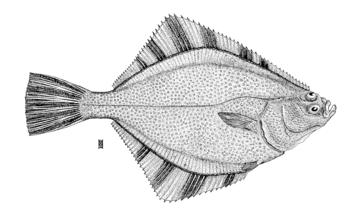 Starry Flounder