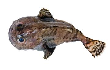 Blackfin Sculpin