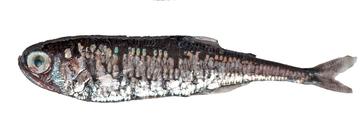 Blue Lanternfish