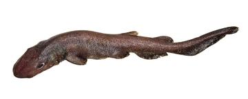 Brown Cat Shark