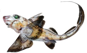 Spotted Ratfish