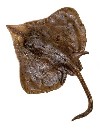 Longnose Skate