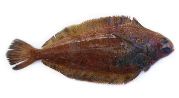 Dover Sole
