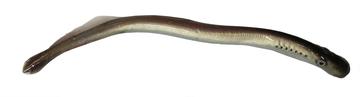 Western River Lamprey