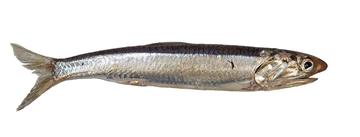 Northern Anchovy