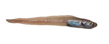 Pallid Eelpout