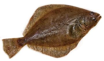 Petrale Sole