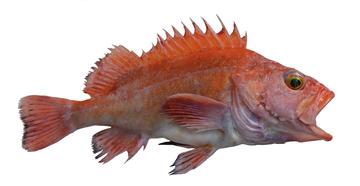 Yelloweye Rockfish