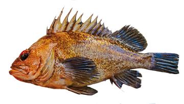 Quillback Rockfish