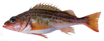 Greenstriped Rockfish