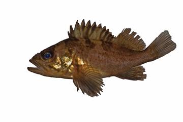 Copper Rockfish