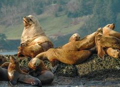 Adult male Steller sea lions commonly rest among the much smaller juveniles and adult female sea lions as in spring at this haulout near Hornby Island. A.W. Trites photo