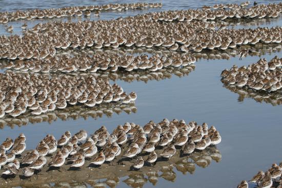 Half of the world’s population of western sandpipers stop at Roberts Bank to eat nutritious biofilm and fuel their spring migration to breed in Alaska. One million birds can pass through the area in a 15-day period