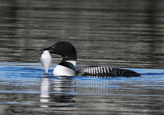 Common loons are fish specialists, which winter in the open saltwater habitats of the strait