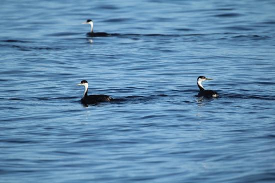 Fish-eating western grebes are gregarious and they historically formed large wintering flocks in the strait