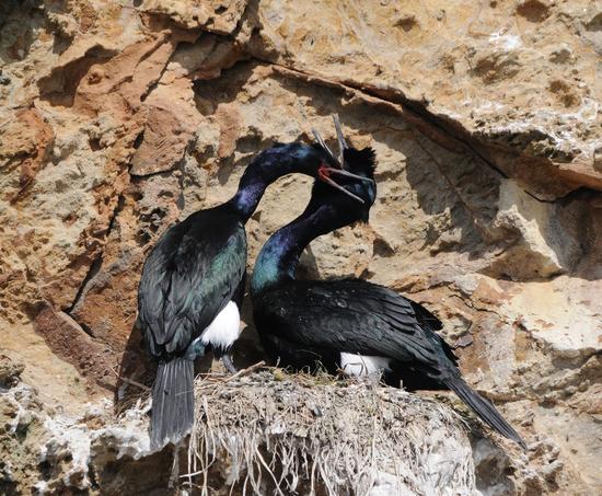 Pelagic cormorants are fish eaters that breed in the strait and are agile enough to nest on cliffs in small colonies marked by their guano