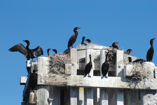 Wintering numbers of double-crested cormorants have risen over the last few decades while breeding numbers have declined in the strait