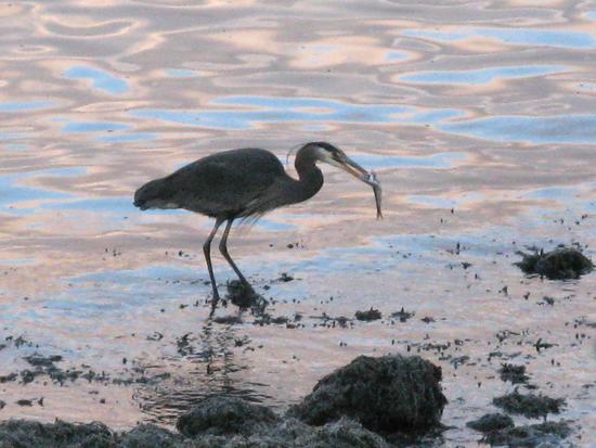 The great blue heron is a “sit and wait” predator