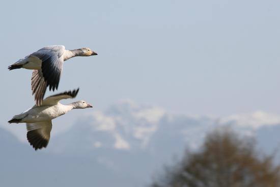 The Fraser River delta and adjacent marsh areas attract up to 100,000 wintering snow geese from Wrangel Island in Siberia