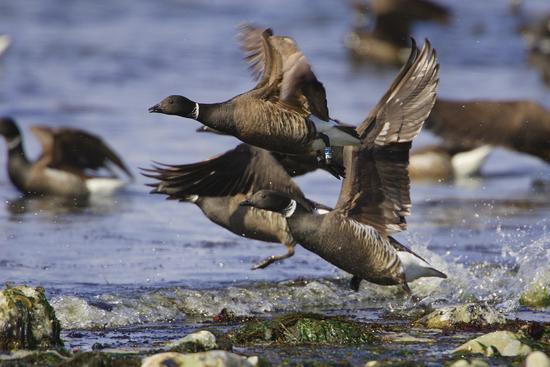The black belly brant or “sea goose” uses herring spawned on algae to fuel its spring migration
