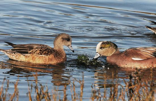 These American widgeons are herbivorous and will move between intertidal areas by day and farmland areas at night, when both habitats are available.