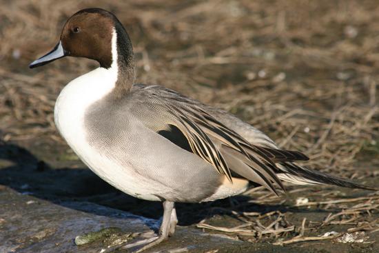 The northern pintail dabbling duck is omnivorous and capable of feeding on land and water