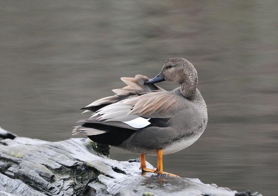 The gadwall exemplifies the wide diversity of dabbling ducks, which are common but not the most abundant waterfowl species found in the many estuarine environments of the strait, primarily during winter