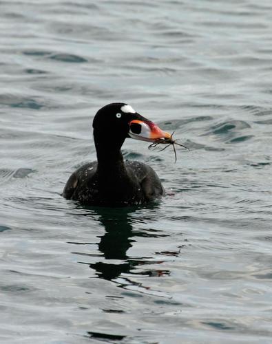 Scoters are gregarious and form large flocks in the winter, particularly during herring spawning events