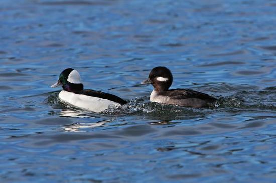 The bufflehead has a habit of nesting in tree cavities on interior lakes but wintering on the coast