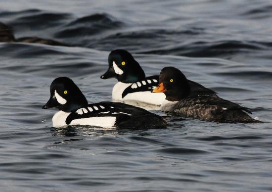 Barrow’s goldeneye winters in the strait because it relies on marine habitats to feed on mussels, clams, crustaceans, small fishes and herring eggs during spring spawning