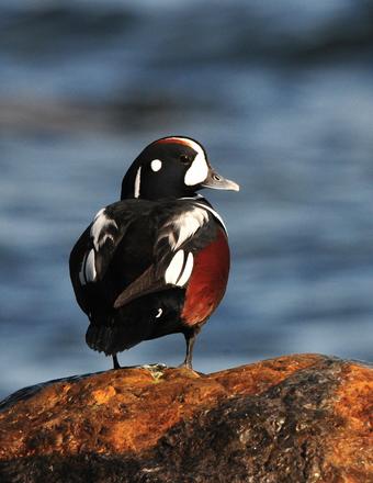 The harlequin duck is the sea duck of the surf, capable of diving for marine invertebrates and fish where waves crash on rocks
