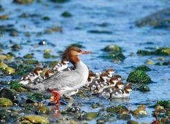Common mergansers dive for and specialize on fish prey captured using their long, sharp bills. They are resident in the strait, using its habitats for both breeding and wintering needs. The female in the photo has at least 11 nestlings, which are precocial and can feed themselves. Mike Yip photo