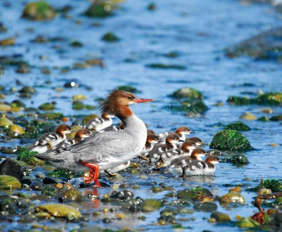 Common mergansers dive for and specialize on fish prey captured using their long, sharp bills