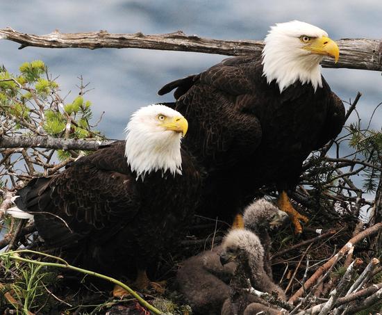 Bald eagles nest along the strait and feed their young fish as well as birds such as cormorants and gulls