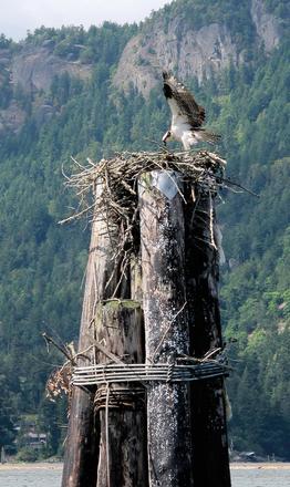 Ospreys will nest on man-made structures, as did the bird in the photo in Cowichan Bay