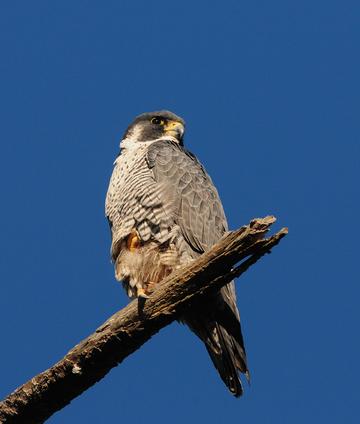 Populations of top predator raptors have generally increased in recent decades and the peregrine falcon numbers in the strait are no exception
