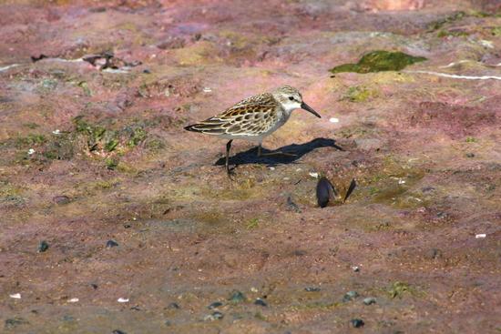 During spring migration, “peeps” like the western sandpiper must eat to gain mass quickly at key stopover sites in the strait