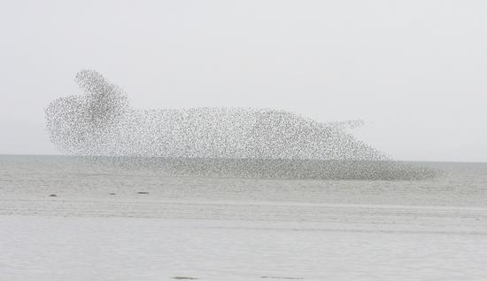 Western sandpipers form huge flocks during spring migration and move as one