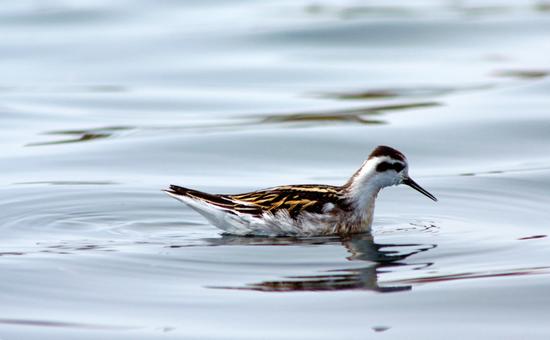 The red-necked phalarope, an unusual “sea sandpiper” feeds on water while swimming