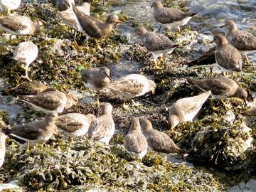 The surfbird, a common migrant and winter resident, prefers rocky coastlines in the strait