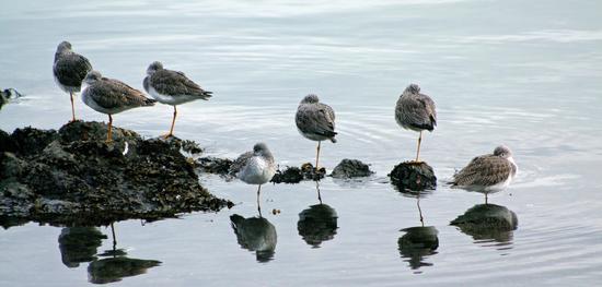 The greater yellowlegs sandpipers are common migrants, with some birds spending the winter in the strait