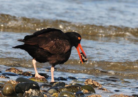 Black oystercatchers are large conspicuous residents that breed and winter along rocky intertidal coastlines in the strait, feeding on mussels and limpets