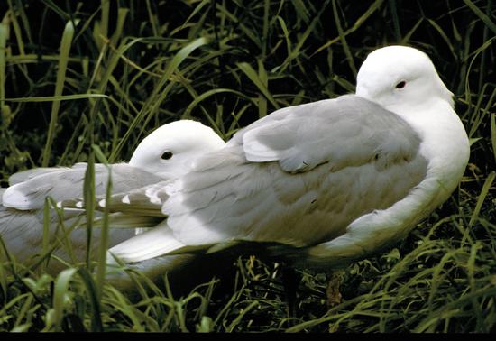 A pair of glaucous-winged gulls in their natural breeding habitat on Mandarte Island