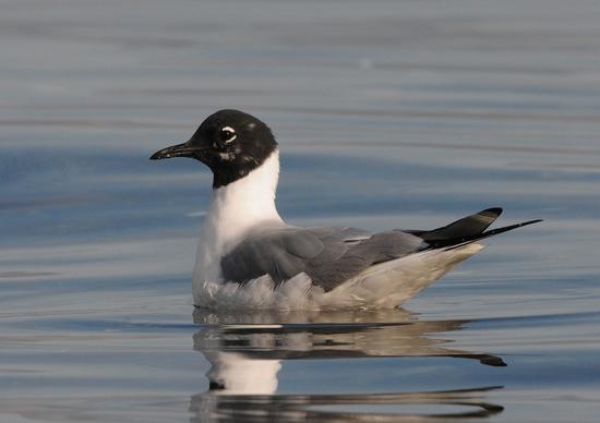 Bonaparte’s gulls are particularly attracted to the upwelled waters of Active Pass
