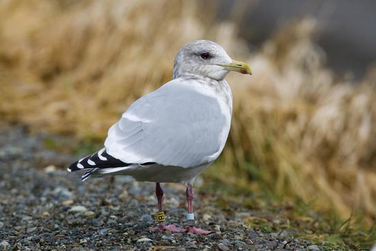 The Thayer gull is a common winter resident and is omnivorous