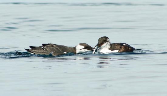 Common murres move into the strait after breeding to seek fish prey such as the Pacific sand lance being exchanged in the photo