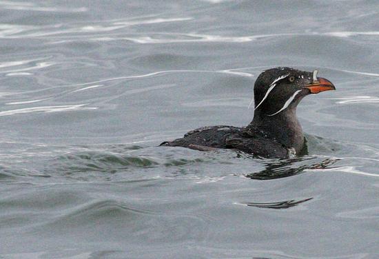 Like all alcids, rhinoceros auklets use their wings to propel themselves underwater in search of prey