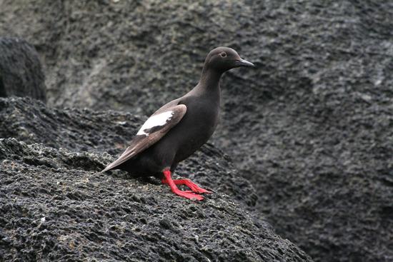 Pigeon guillemots are resident alcids in the strait and breed in small colonies in rocky crevices, most notably on Mandarte Island