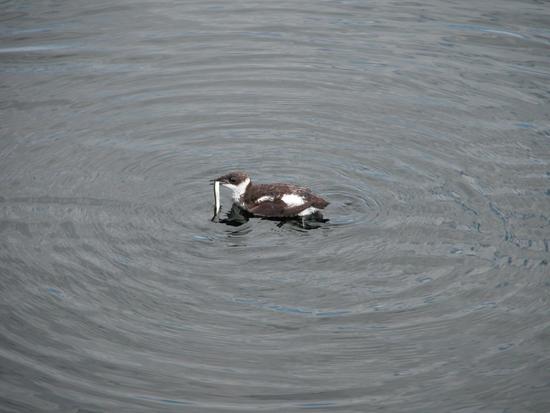 When the young fledge, they must make their way to the sea alone and learn to capture fish, as this juvenile marbled murrelet has done