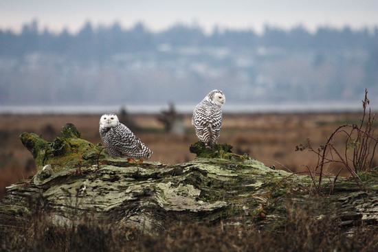 Snowy owls are periodically common in winter when they venture further south in search of food in greater numbers, as did these birds photographed in Boundary Bay